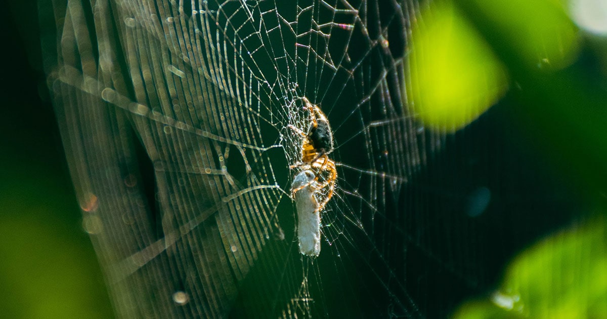 “True Study” Spiders Made Simple: What You Need to Know